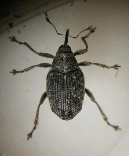 Ceutorhynchus obstrictus